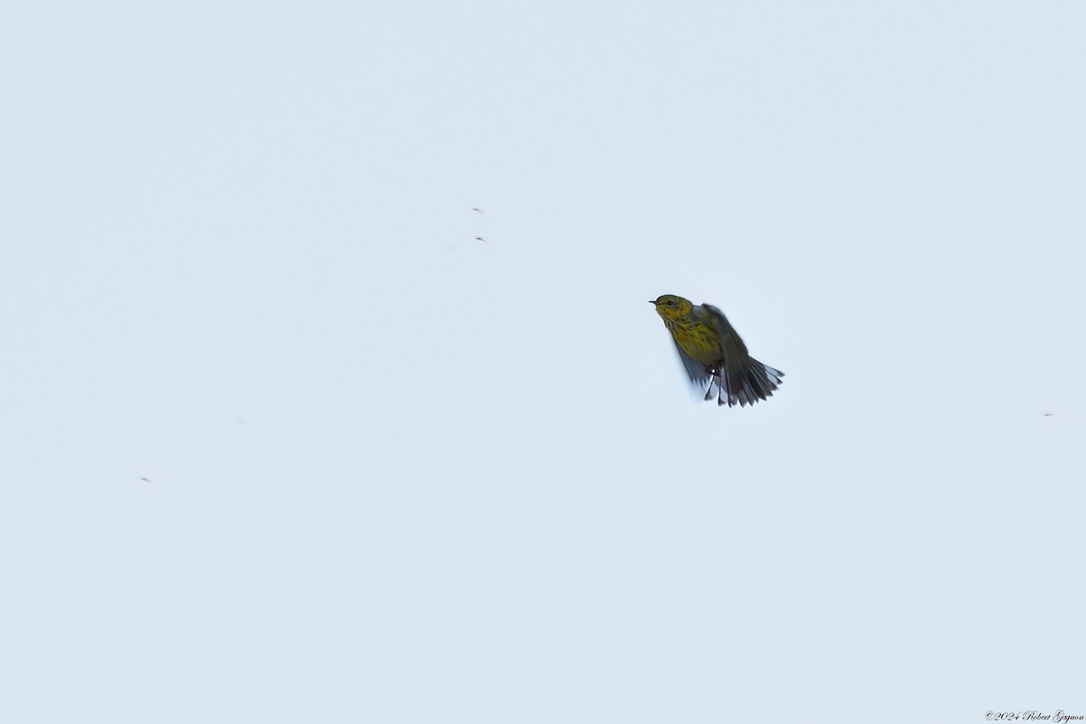 Cape May Warbler - Robert Gagnon