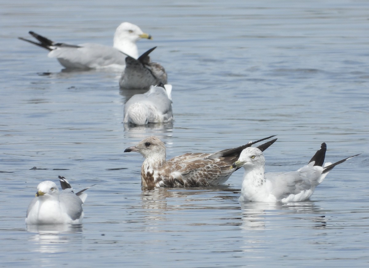 Herring Gull - Suzie Bergeron