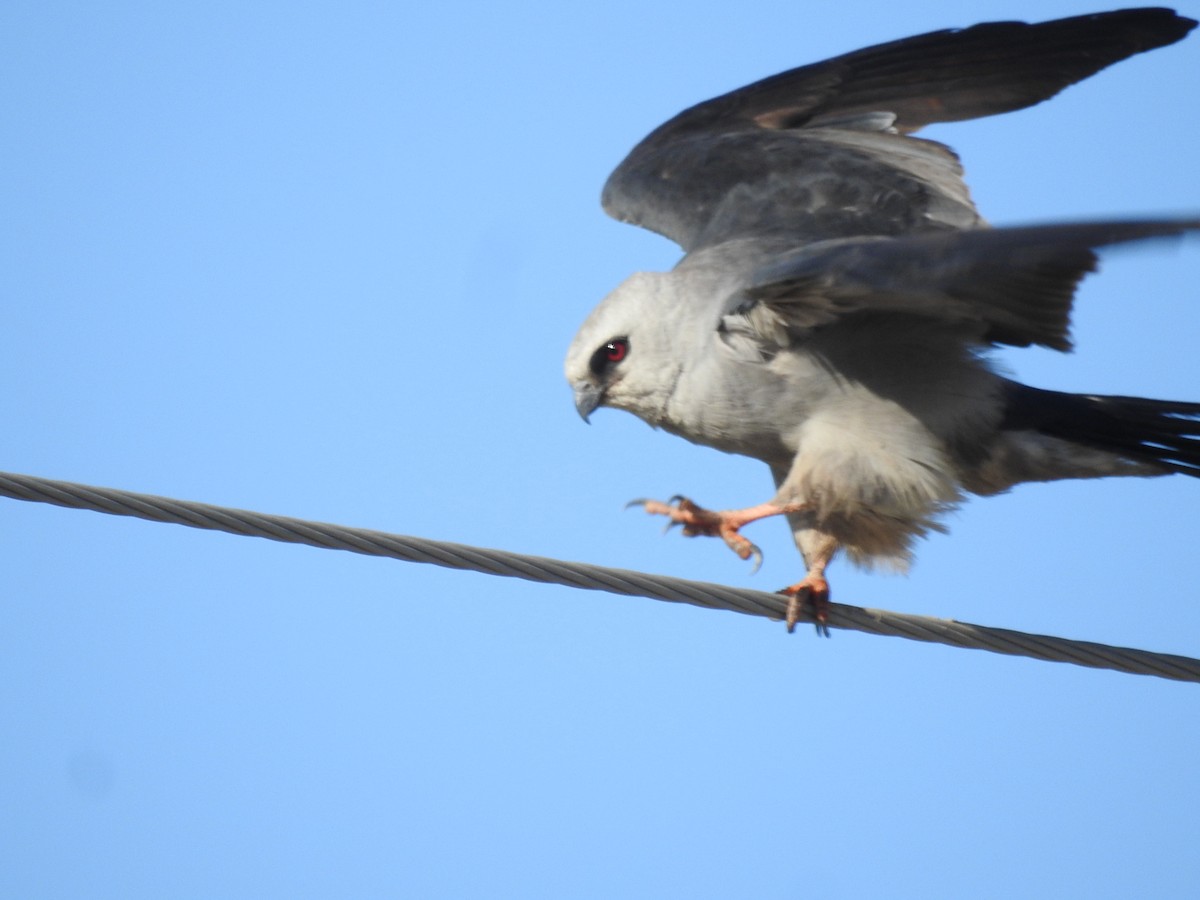 Mississippi Kite - ML622242396