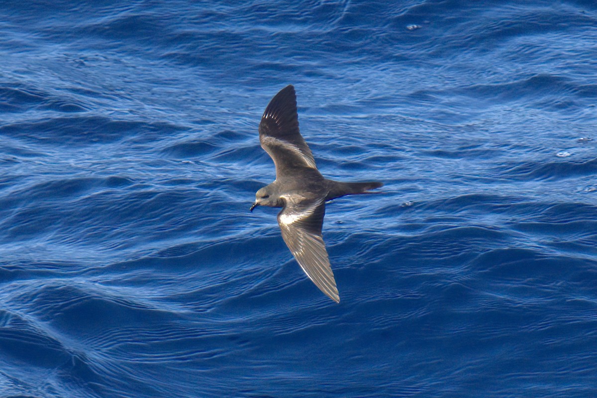 Markham's Storm-Petrel - ML622242421