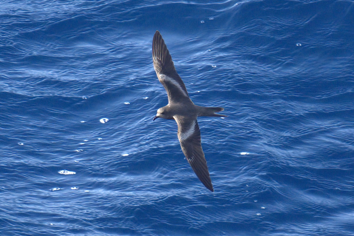 Markham's Storm-Petrel - ML622242424