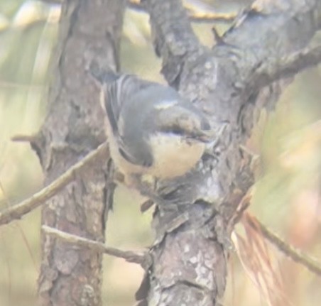 Brown-headed Nuthatch - ML622242475