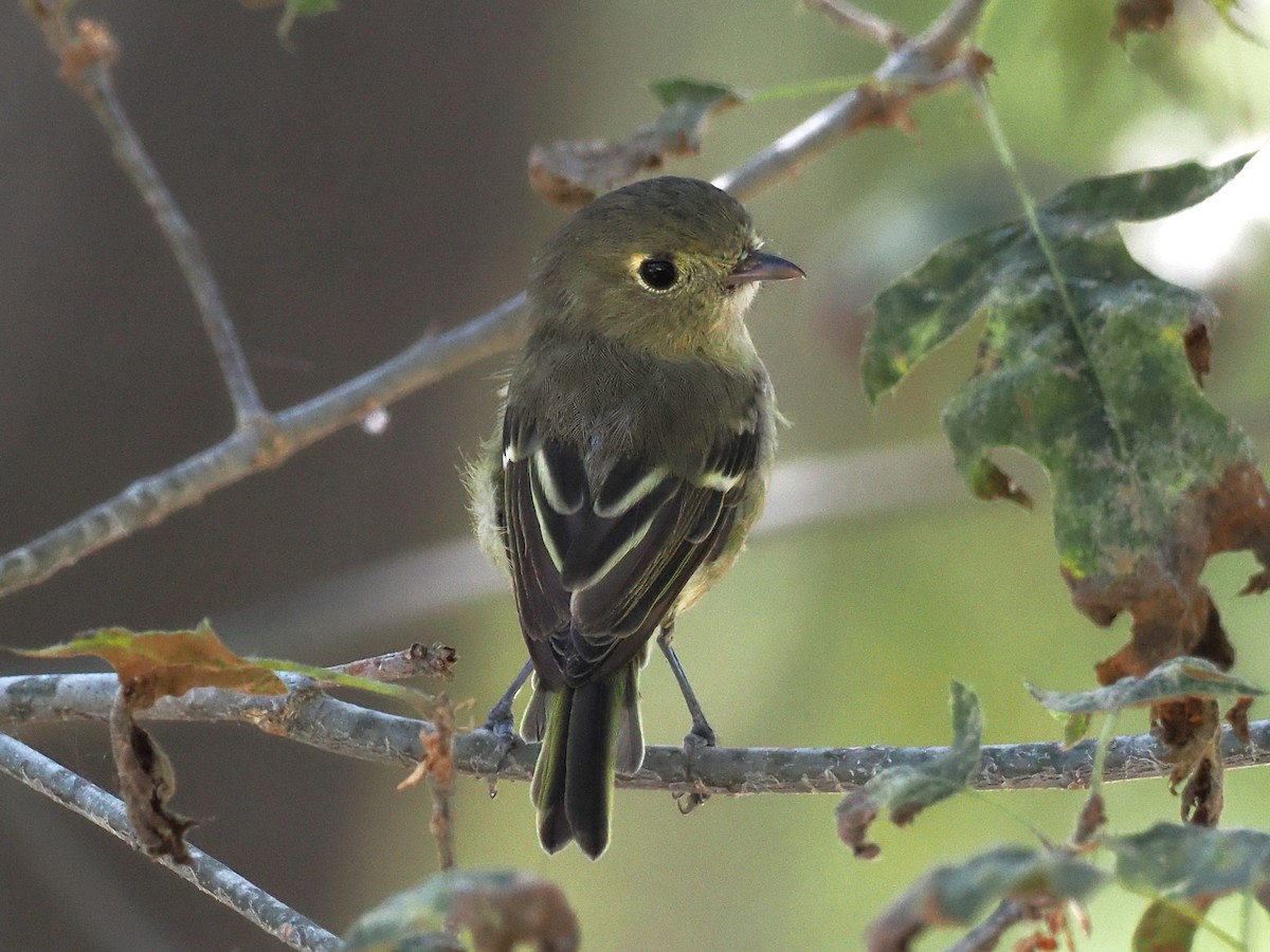 Hutton's Vireo - ML622242488