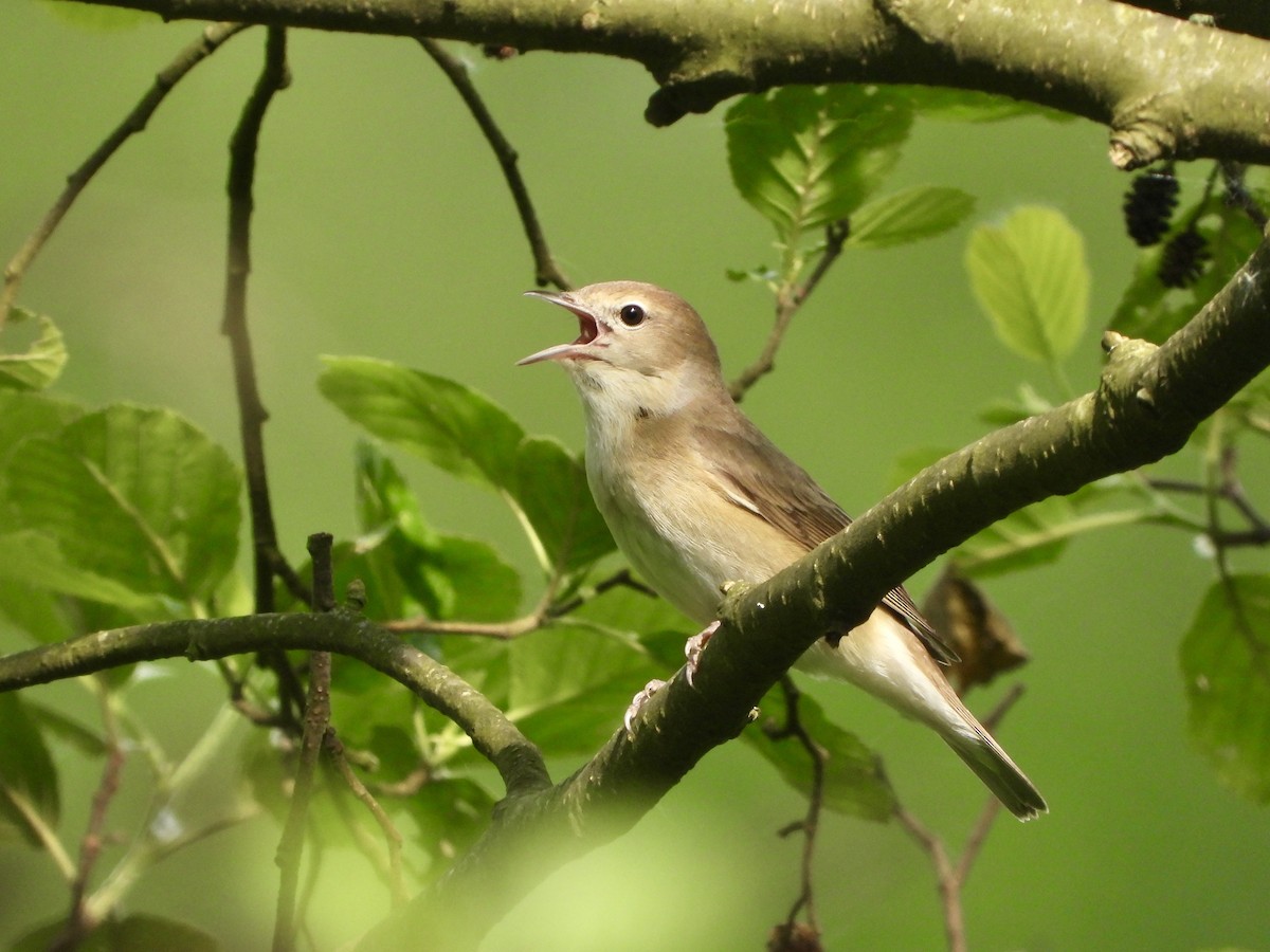 Curruca Mosquitera - ML622242517