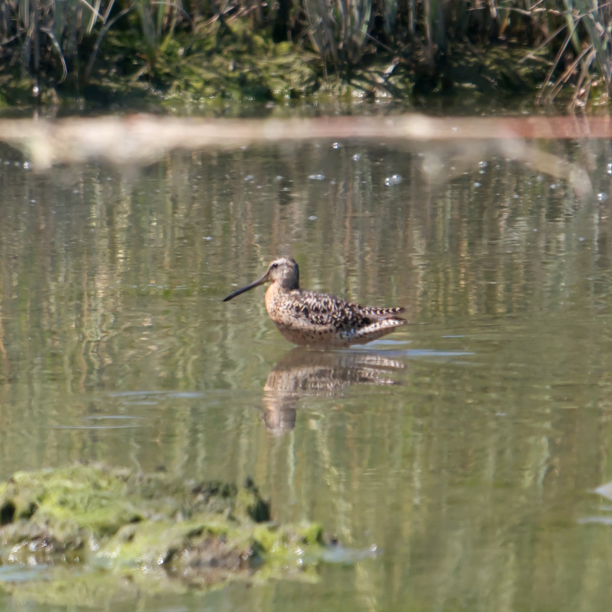 Short-billed Dowitcher (hendersoni) - ML622242534