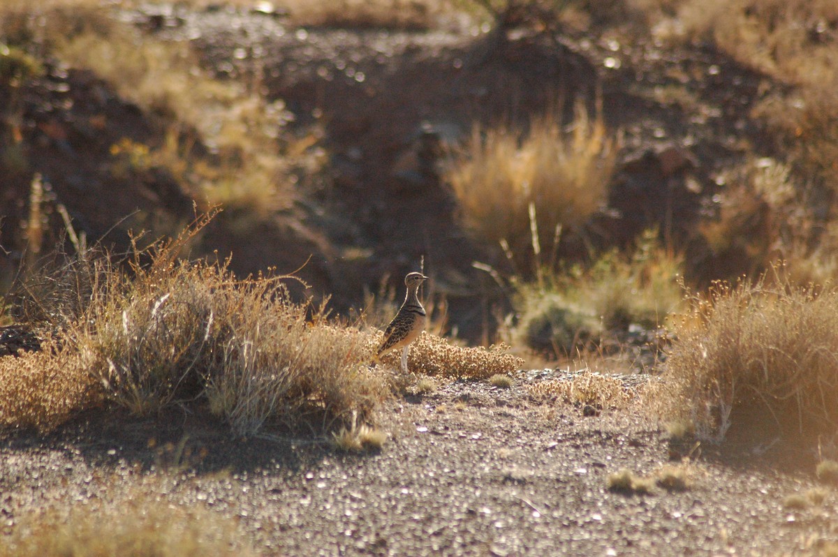 Double-banded Courser - ML622242583