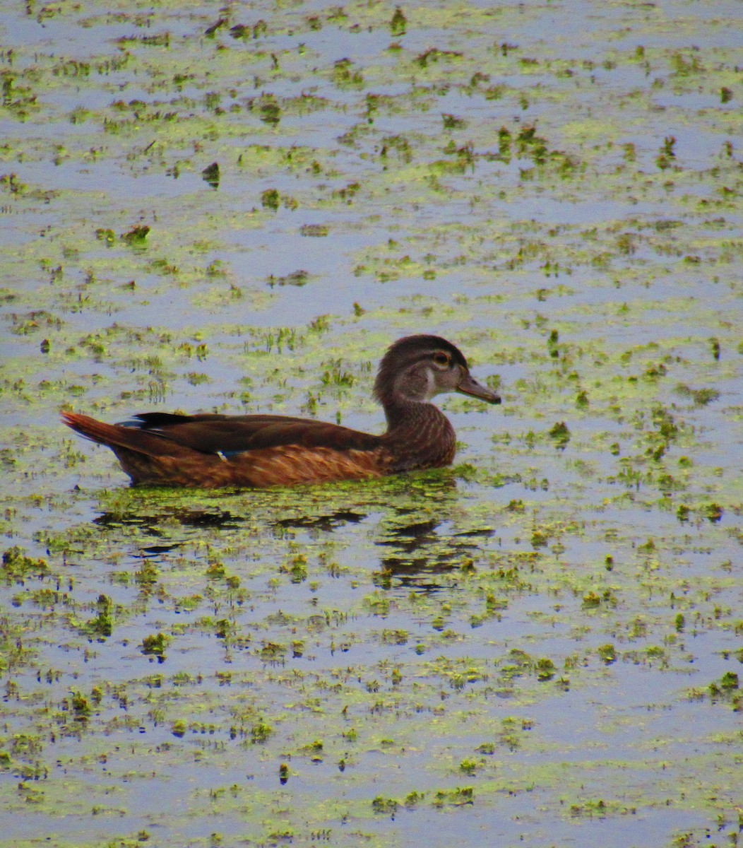 Wood Duck - ML622242638