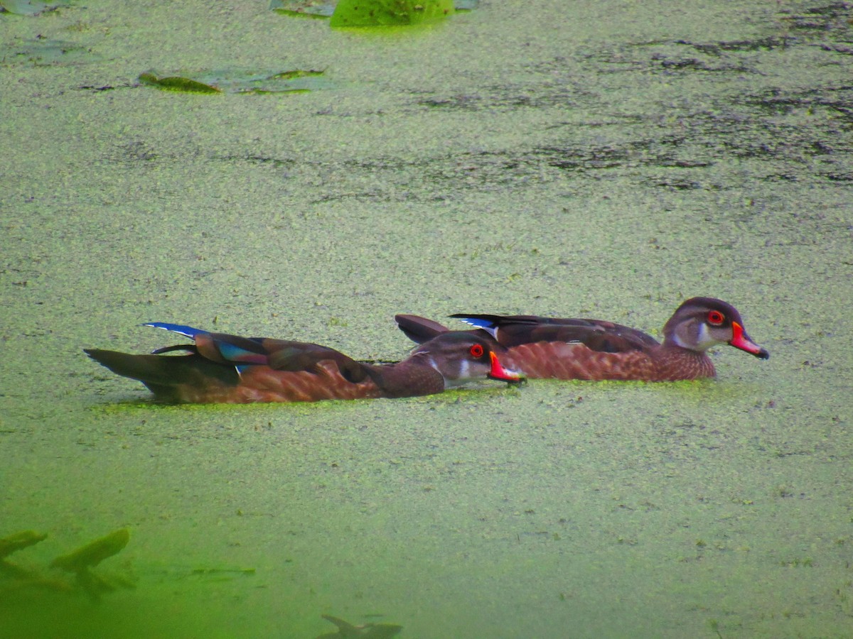 Wood Duck - ML622242644