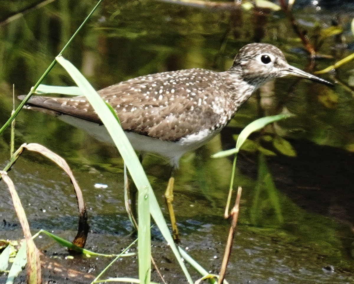 Solitary Sandpiper - ML622242649