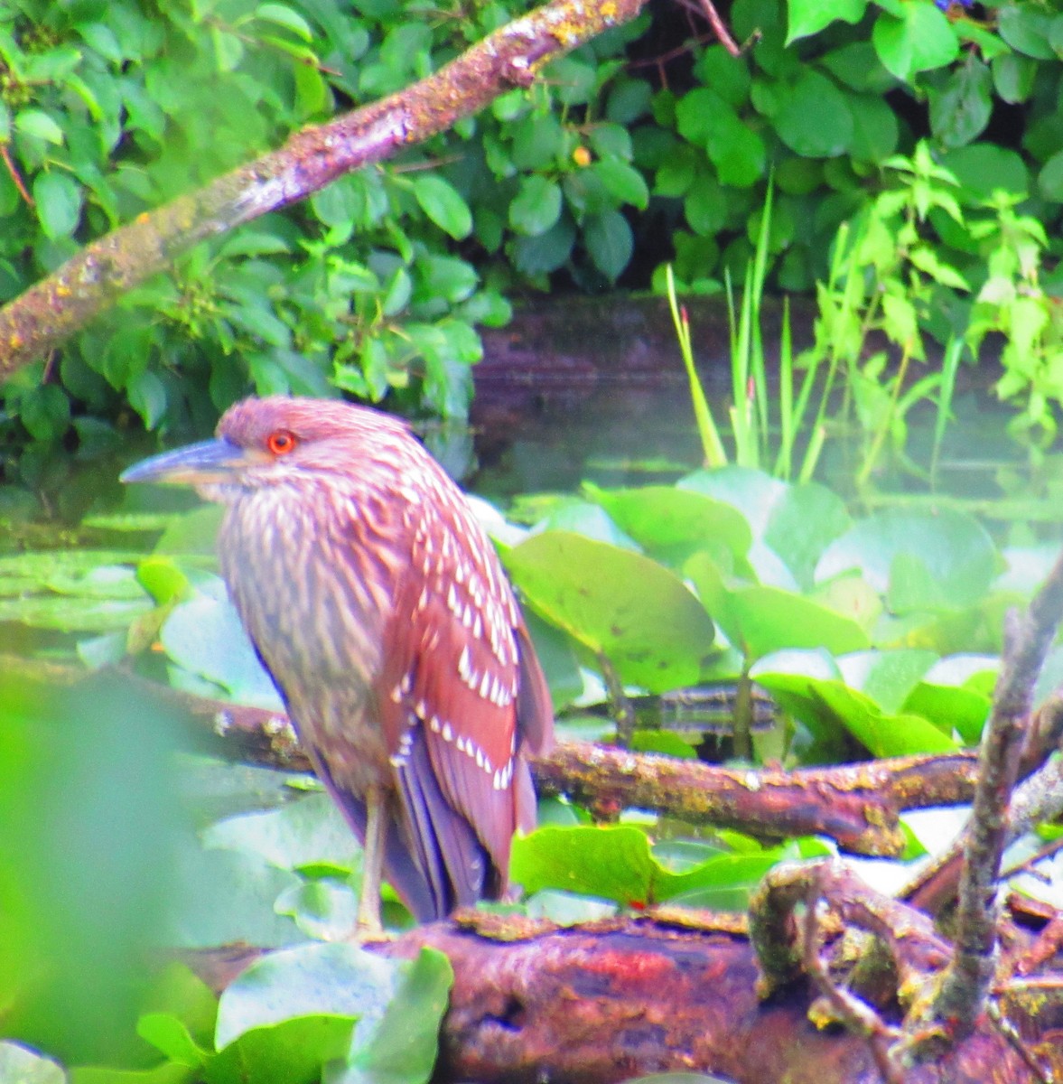 Black-crowned Night Heron - ML622242652