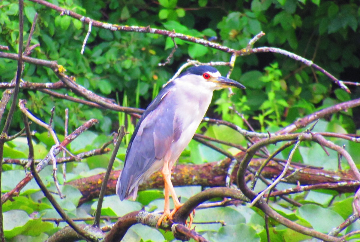 Black-crowned Night Heron - ML622242653