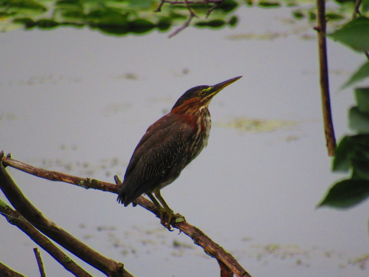 Green Heron - ML622242697