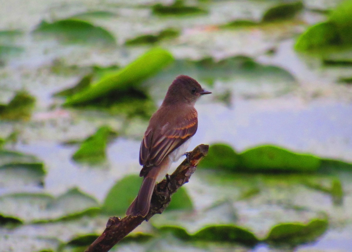 Eastern Phoebe - Conan Guard