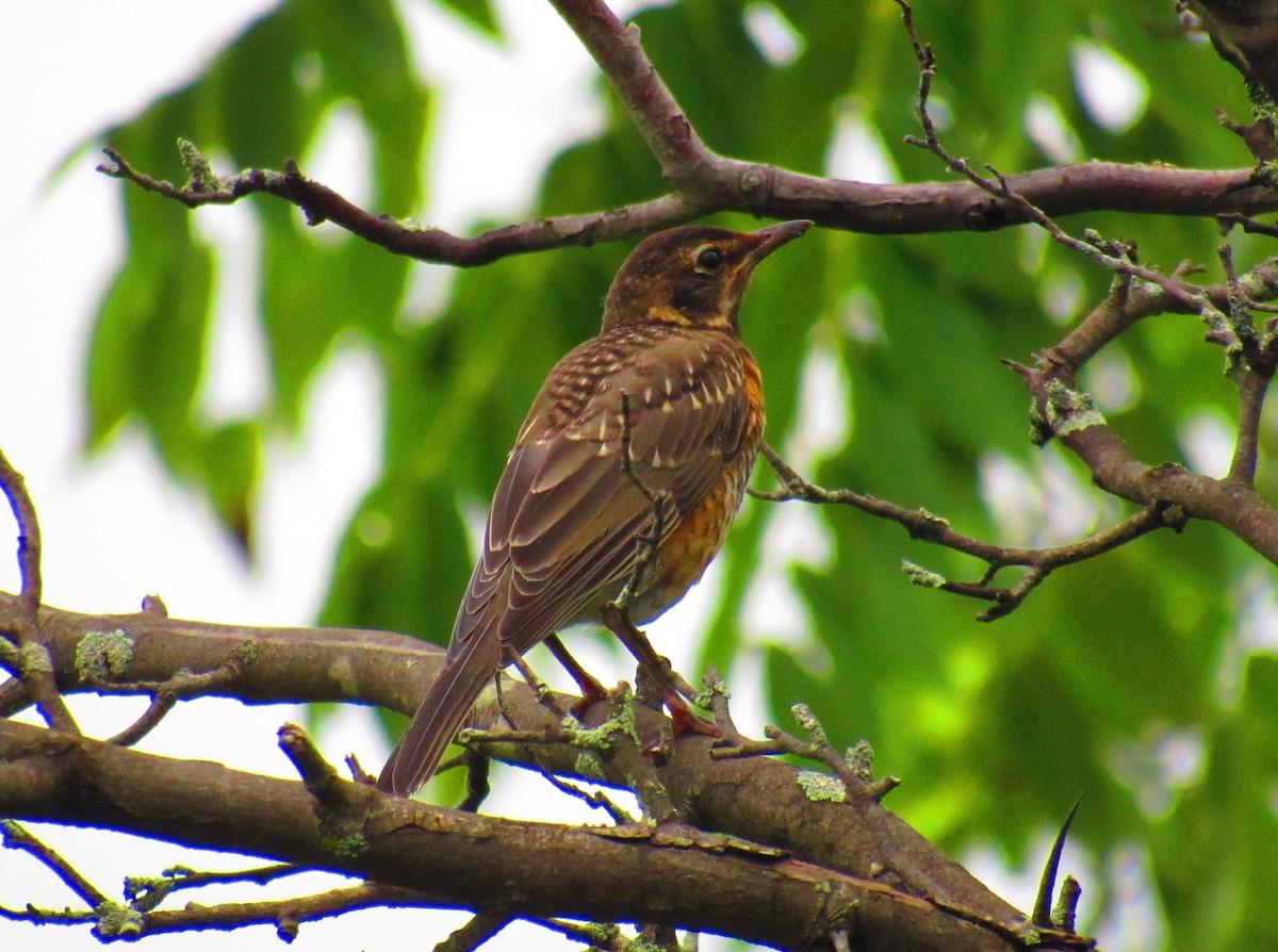 American Robin - ML622242715