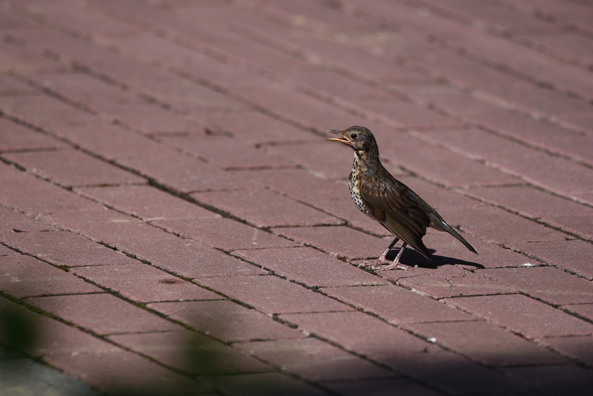ML622242835 - Japanese Thrush - Macaulay Library