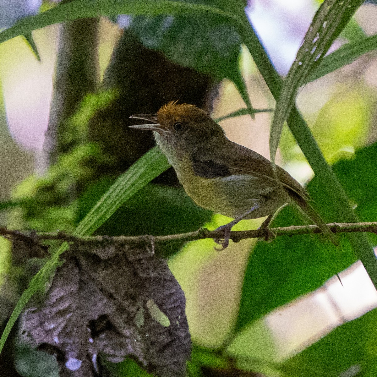 Tawny-crowned Greenlet - ML622242845