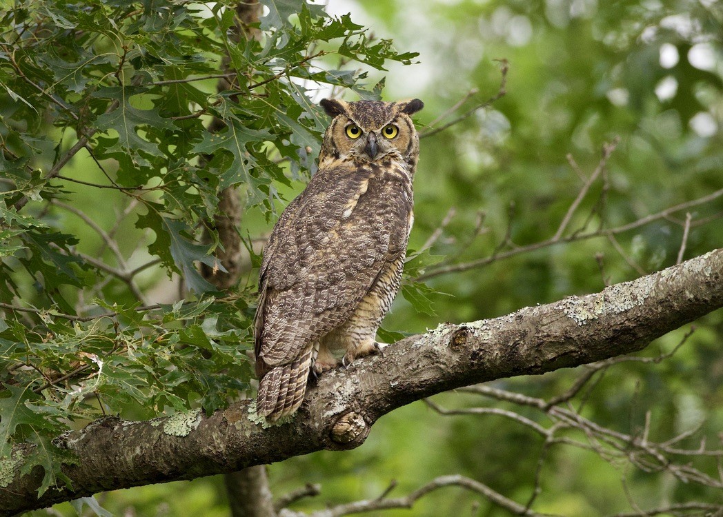 Great Horned Owl - ML622242927