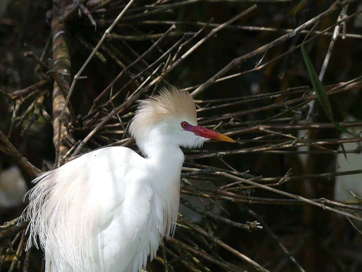 Western Cattle Egret - Robin Duska