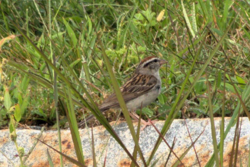 Карнатка білоброва - ML622242998