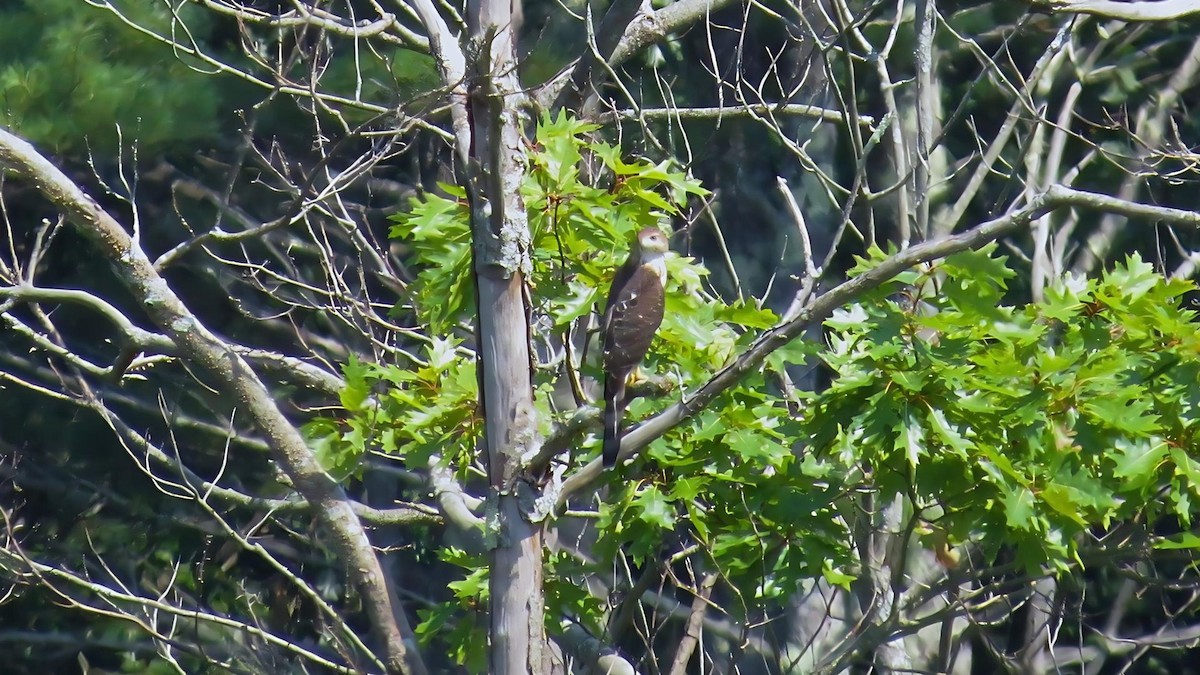 Cooper's Hawk - ML622243071