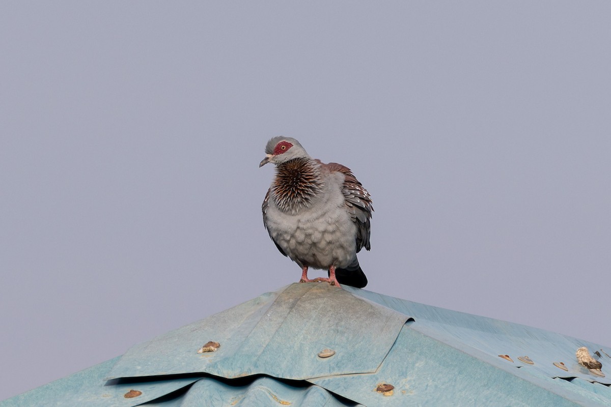 Guineataube - ML622243079