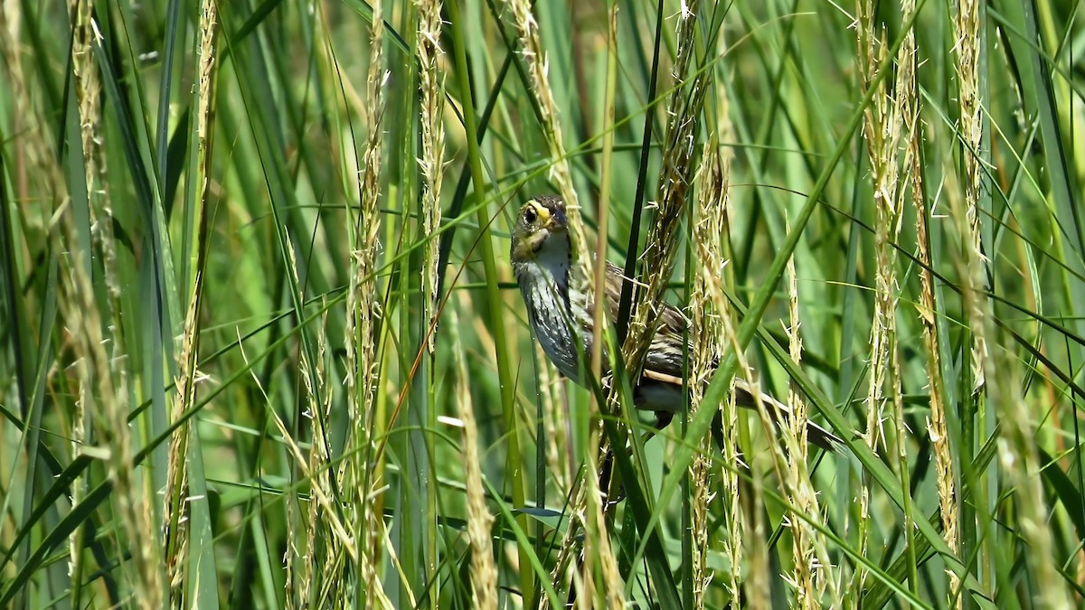 Saltmarsh Sparrow - ML622243085