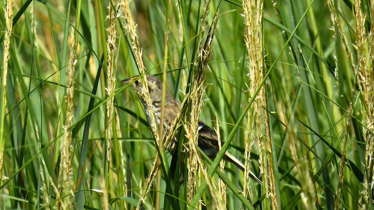 Saltmarsh Sparrow - ML622243089