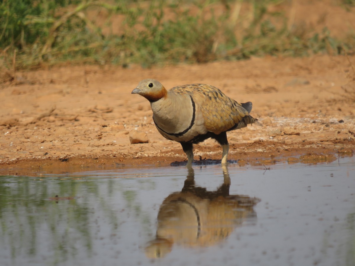 Black-bellied Sandgrouse - ML622243230