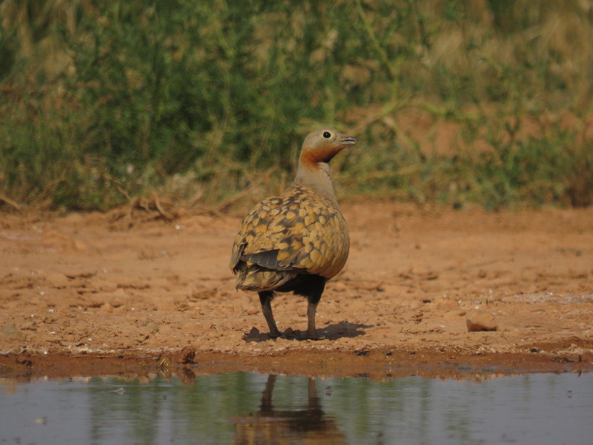 Black-bellied Sandgrouse - ML622243233