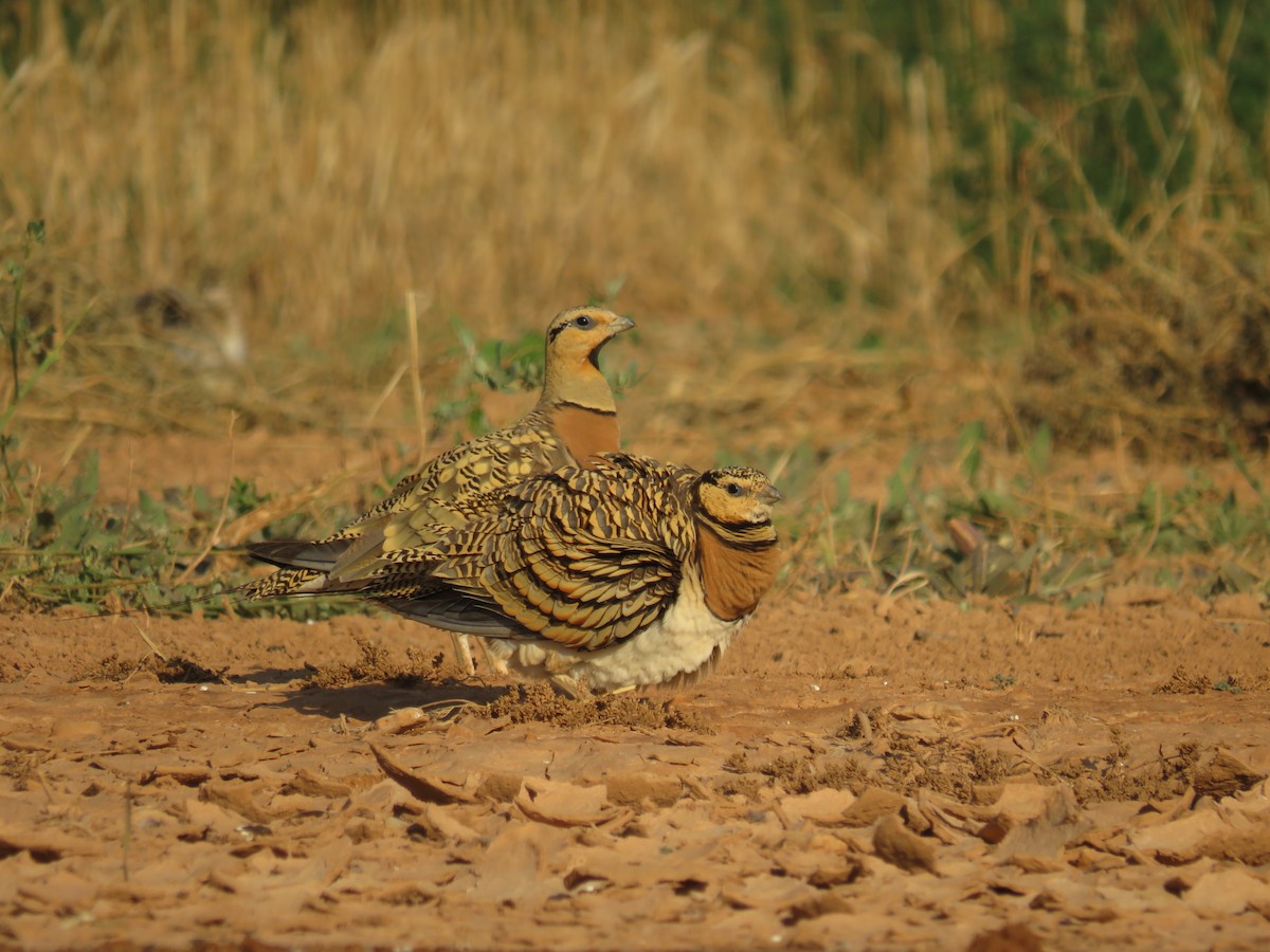 Pin-tailed Sandgrouse - ML622243315