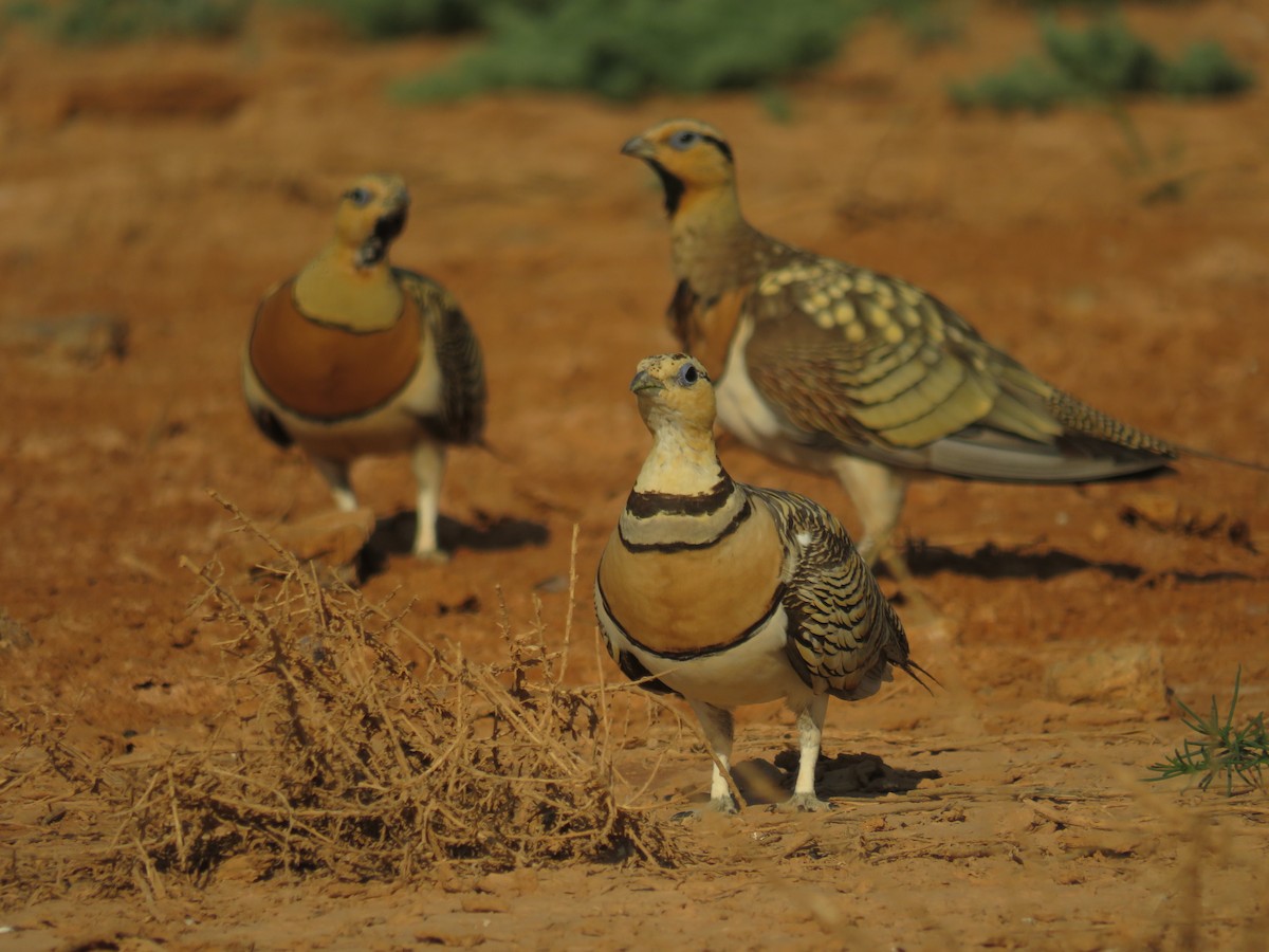 Pin-tailed Sandgrouse - ML622243318