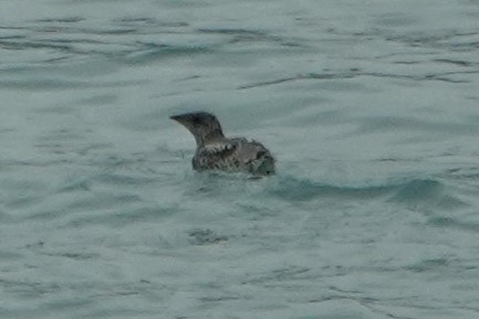 Guillemot de Kittlitz - ML622243374