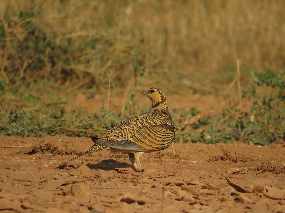 Pin-tailed Sandgrouse - ML622243379