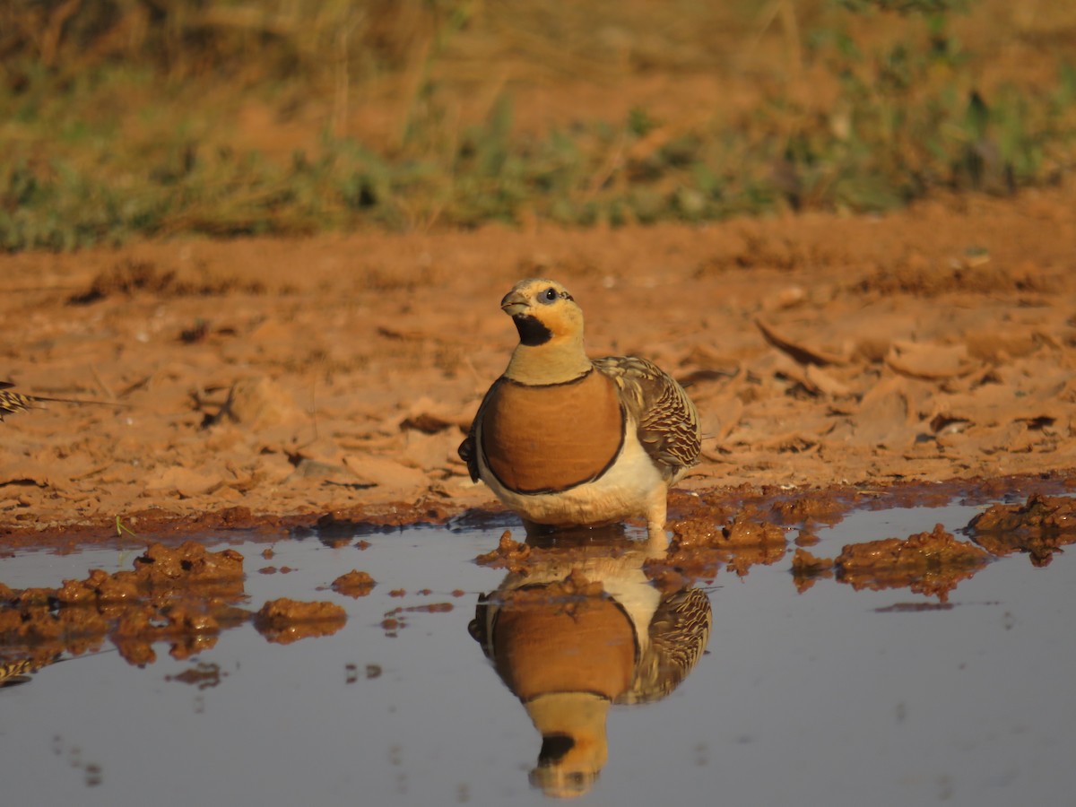 Pin-tailed Sandgrouse - ML622243381