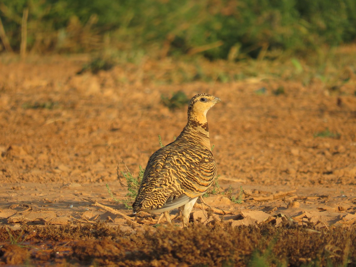 Pin-tailed Sandgrouse - ML622243384