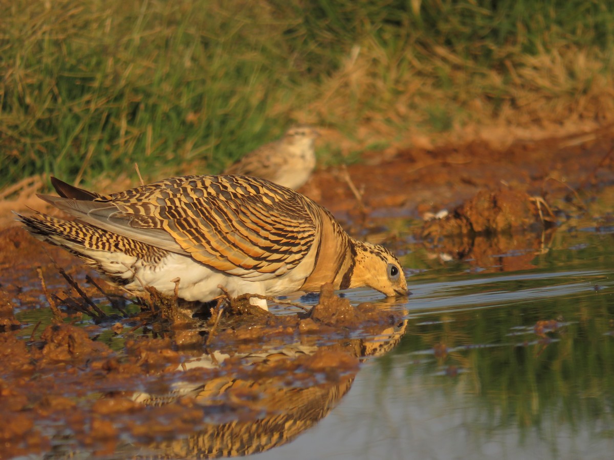 Pin-tailed Sandgrouse - ML622243389