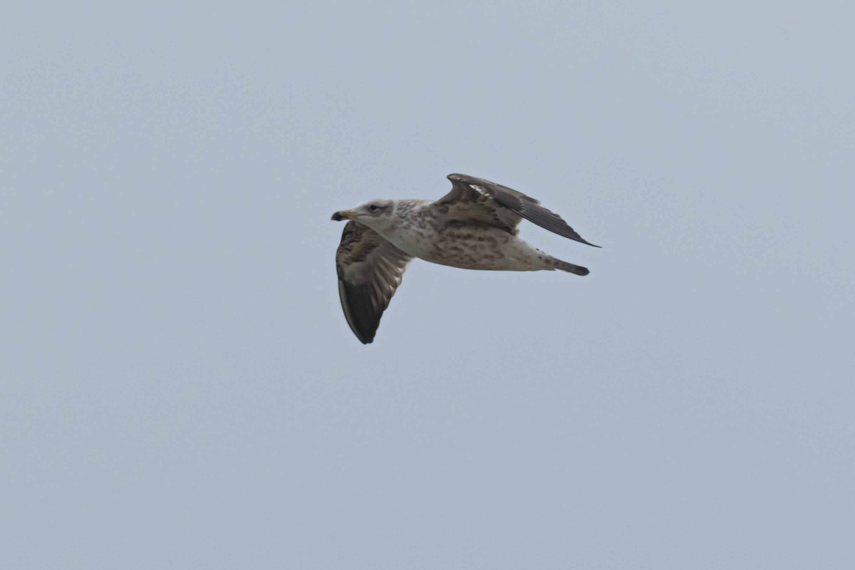 Olrog's Gull - ML622243397