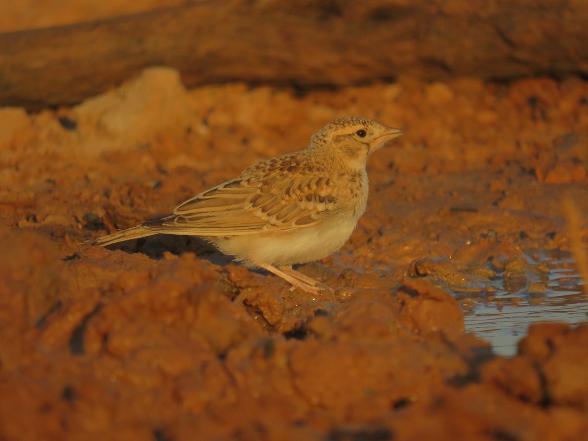 Greater Short-toed Lark - ML622243405