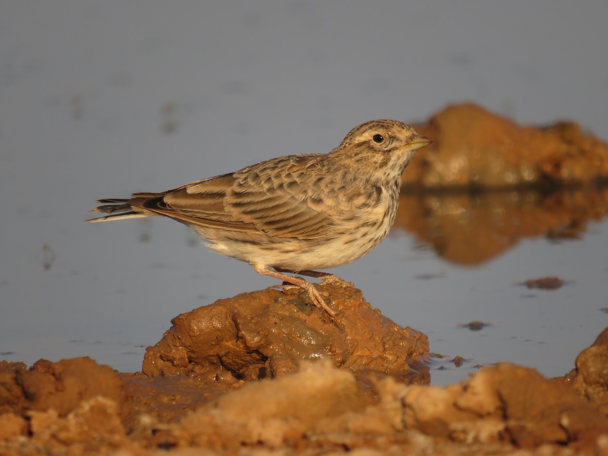 Mediterranean Short-toed Lark - ML622243410