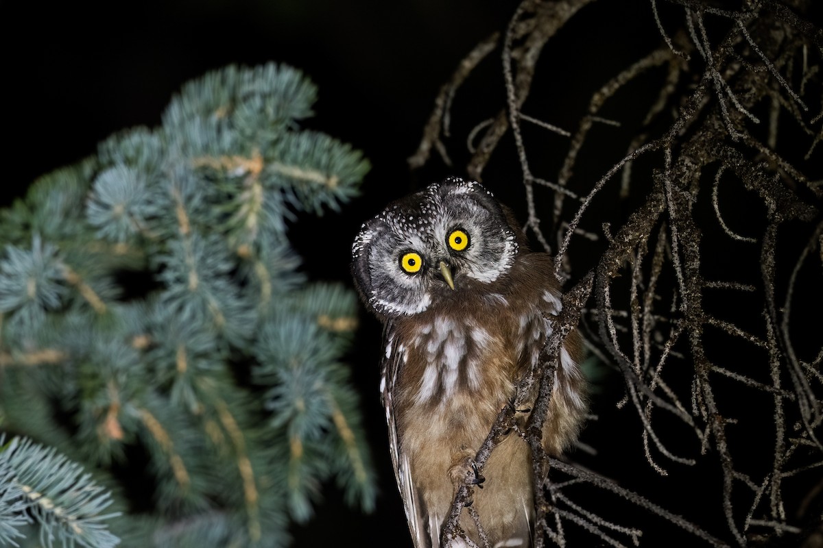 Boreal Owl (Richardson's) - ML622243430