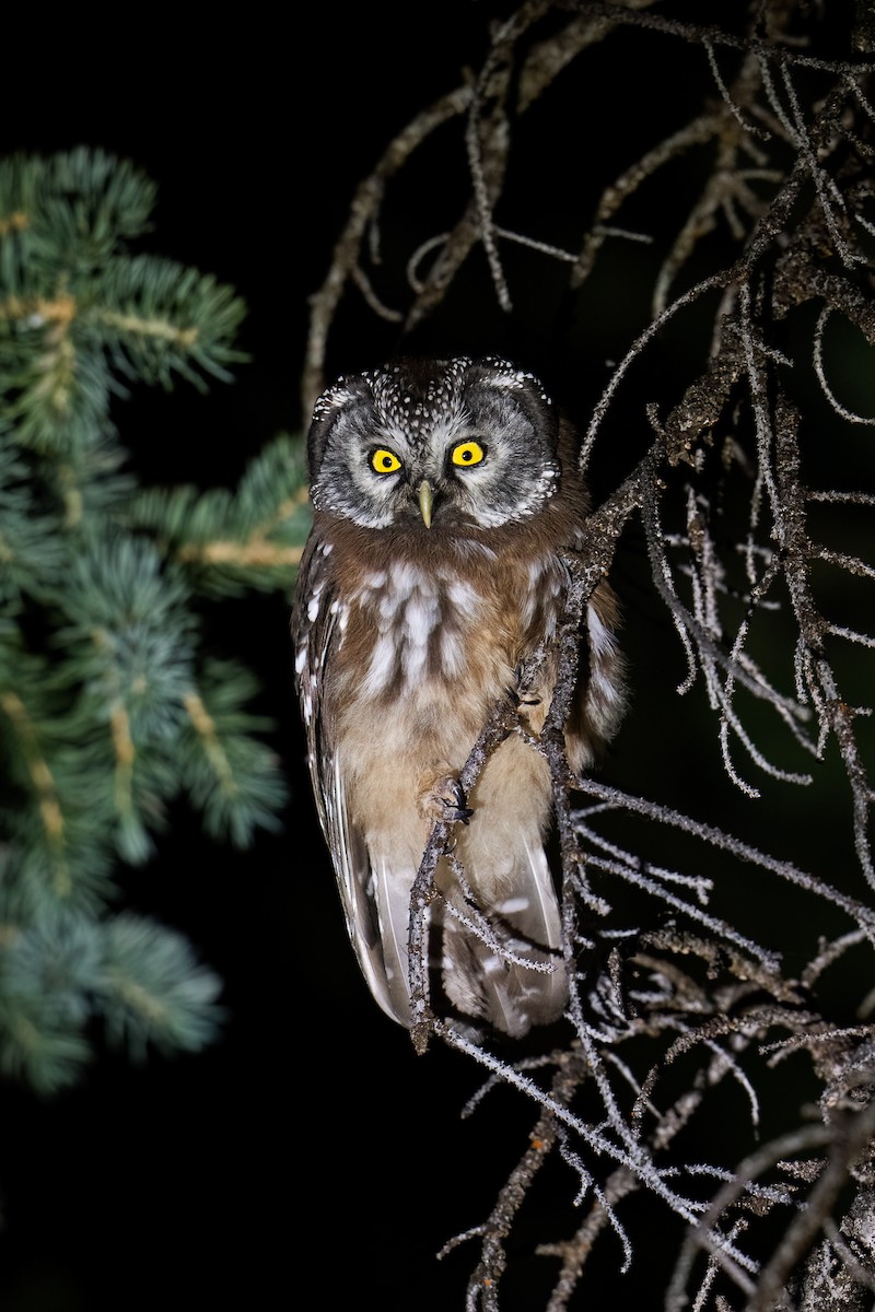 Boreal Owl (Richardson's) - ML622243431