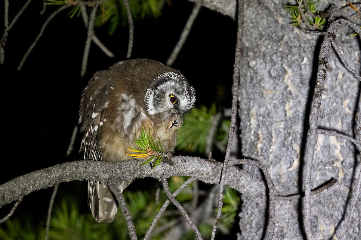 Boreal Owl (Richardson's) - ML622243433