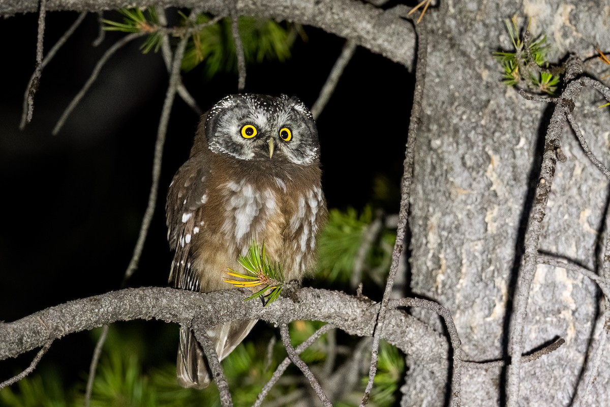 Boreal Owl (Richardson's) - ML622243434