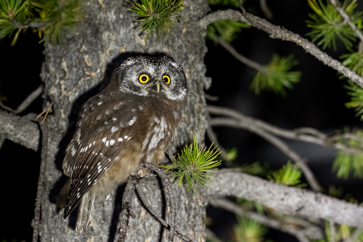 Boreal Owl (Richardson's) - ML622243435