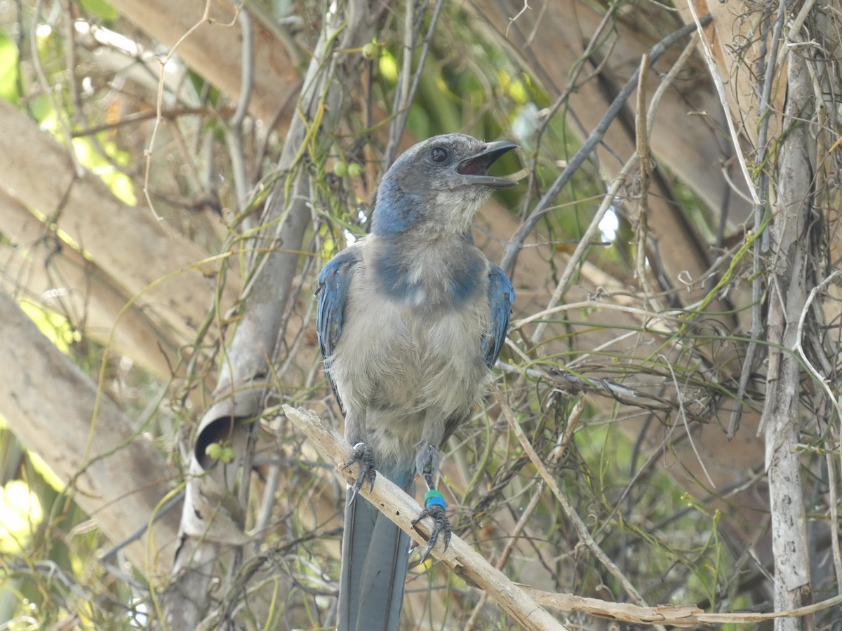 Florida Scrub-Jay - ML622243451