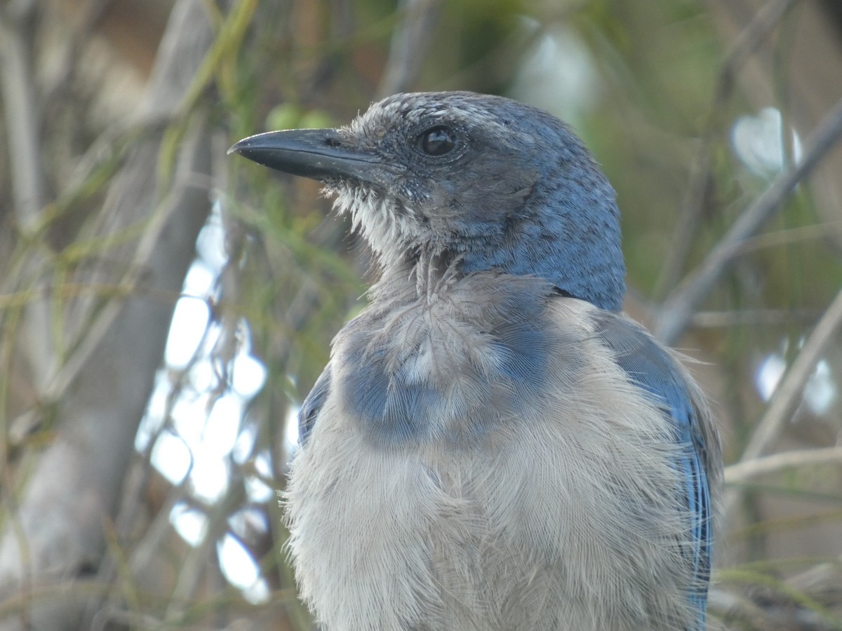 Florida Scrub-Jay - ML622243452