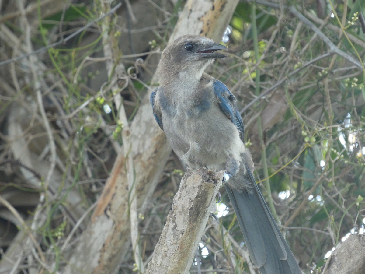 Florida Scrub-Jay - ML622243453