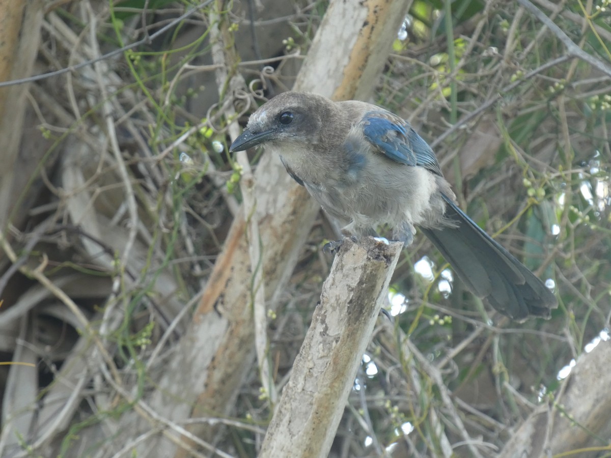 Florida Scrub-Jay - ML622243454