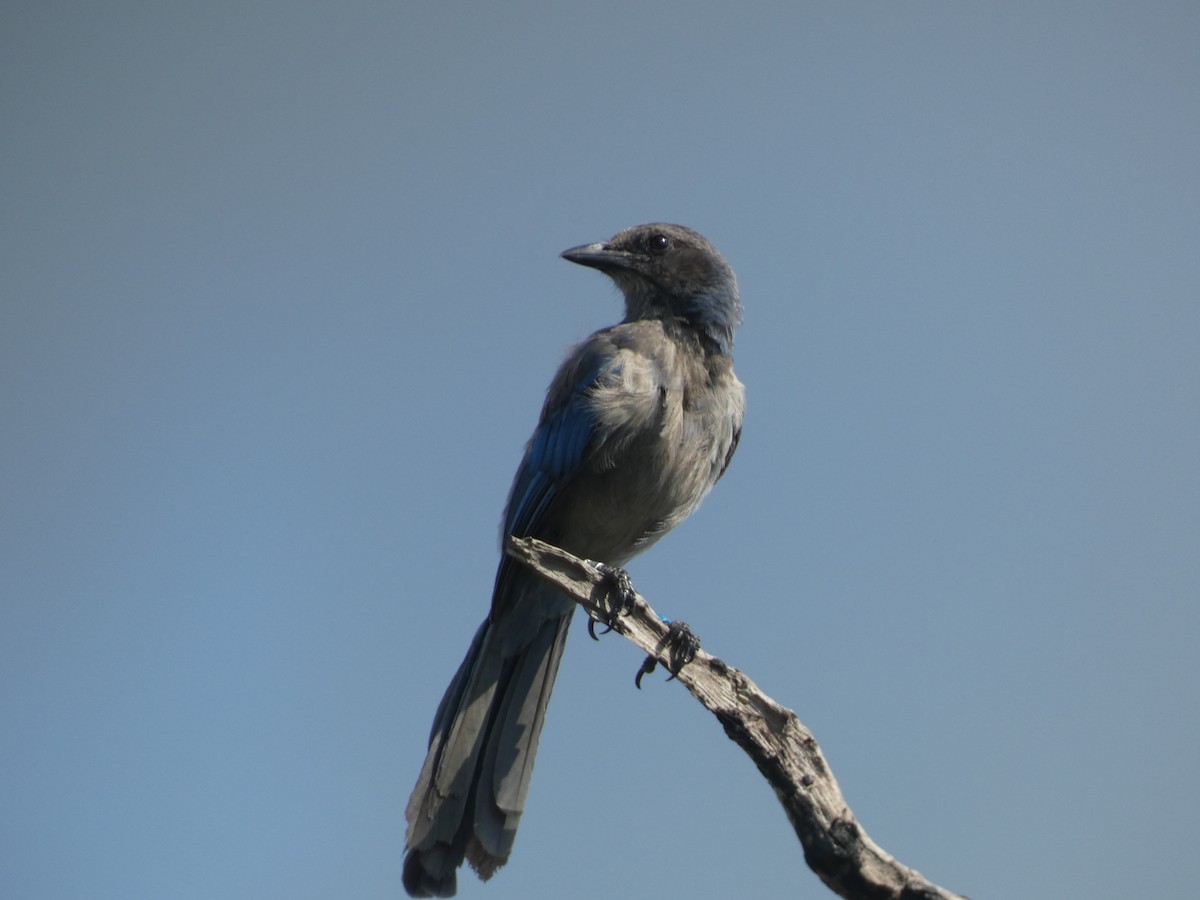 Florida Scrub-Jay - ML622243455