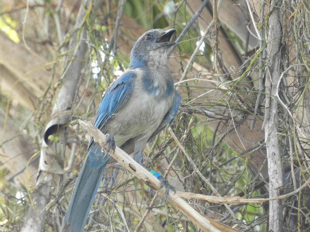 Florida Scrub-Jay - ML622243456